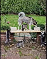 Sibiřský husky – 3 fenky a 3 pejsci s PP k odběru