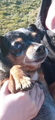 Hledá se pejsek jménem Roky