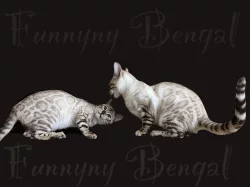 Bengálská kočka s vánoční slevou