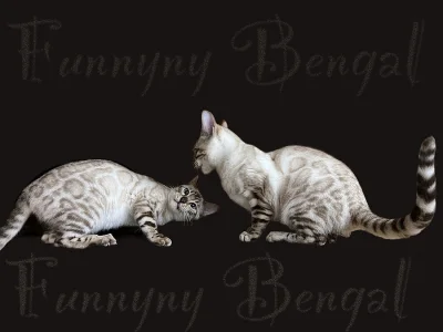 Bengálská kočka s vánoční slevou