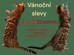 Bengálská kočka s vánoční slevou