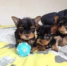 Yorkshire terrier bez PP