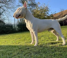 Miniaturni bulteriér