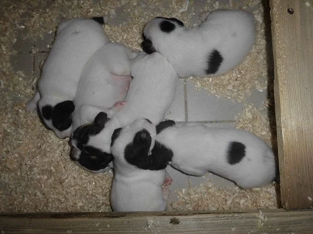 Parson Russell Terier