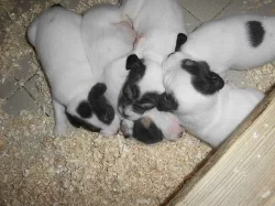 Parson Russell Terier