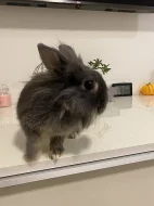 Sháním samečka ke krytí - teddy nebo teddy lvíček