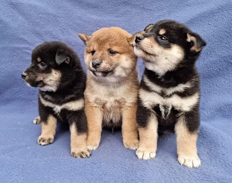 Shiba Inu Černý s pálením