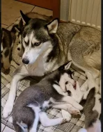 Sibiřský husky