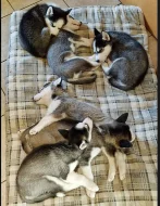 Sibiřský husky