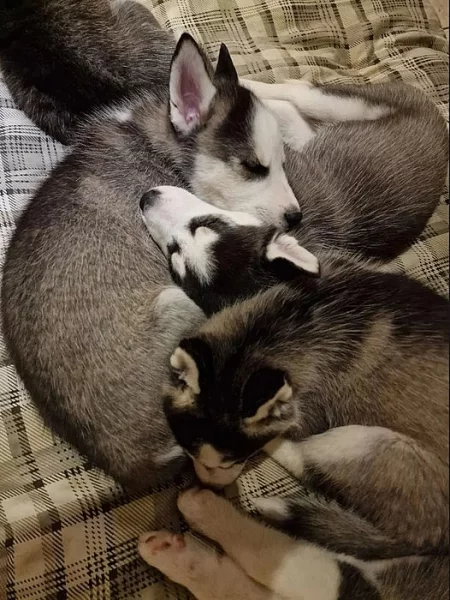 Sibiřský husky