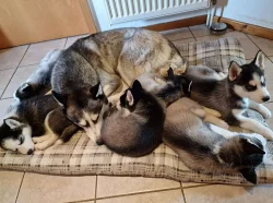Sibiřský husky