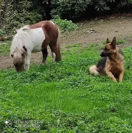 Prodám Mini Shetlanda