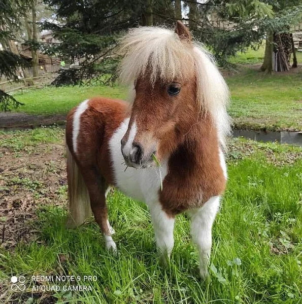 Prodám Mini Shetlanda