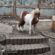 Prodám Mini Shetlanda