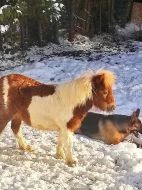 Prodám Mini Shetlanda