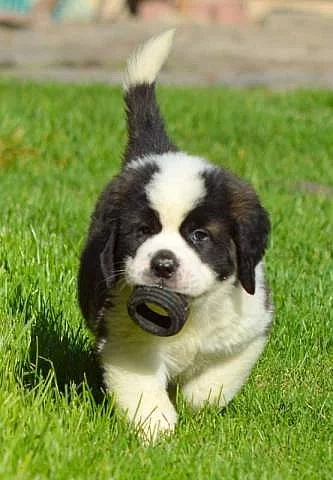 Svatobernardský pes - Bernardýn s PP