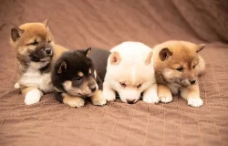 Shiba Inu