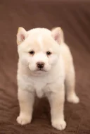 Shiba Inu
