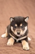 Shiba Inu