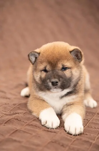 Shiba Inu