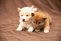 Shiba Inu