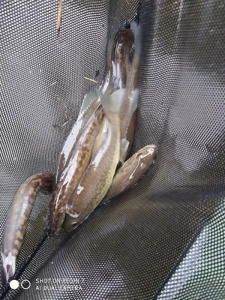 Okounek pstruhový 15 cm