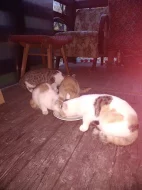 Daruji 4 koťátka
