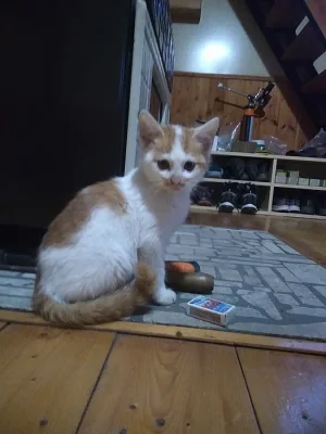 Daruji 4 koťátka