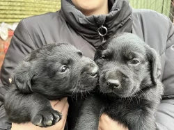 Prodám štěnata Labradora