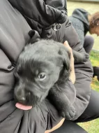 Prodám štěnata Labradora