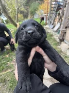 Prodám štěnata Labradora