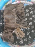 Stafordšírský bulteriér s PP