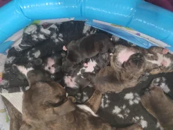 Stafordšírský bulteriér s PP