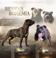 Stafordšírský bulteriér s PP