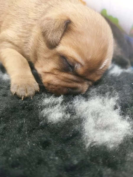 Stafordšírský bulteriér s PP