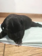 Stafordšírský bulteriér s PP