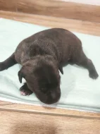 Stafordšírský bulteriér s PP