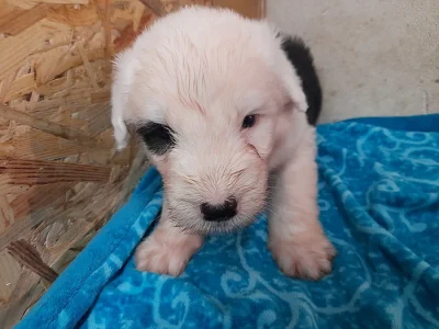 Bobtail štěňata