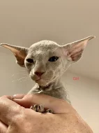 PETERBALD - Petěrburský sphynx