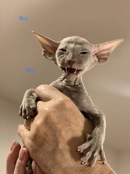 PETERBALD - Petěrburský sphynx