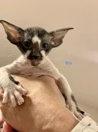 PETERBALD - Petěrburský sphynx