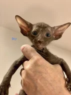 PETERBALD - Petěrburský sphynx