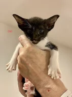 PETERBALD - Petěrburský sphynx