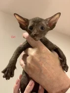 PETERBALD - Petěrburský sphynx