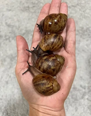 Obří šnek. Archachatina marginata ovum XXL