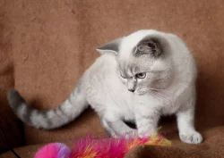 Britská koťata s PP colourpoint, modrá