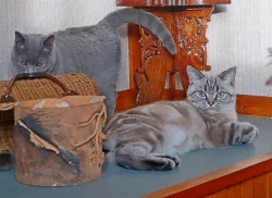 Britská koťata s PP colourpoint, modrá