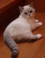 Britská koťata s PP colourpoint, modrá