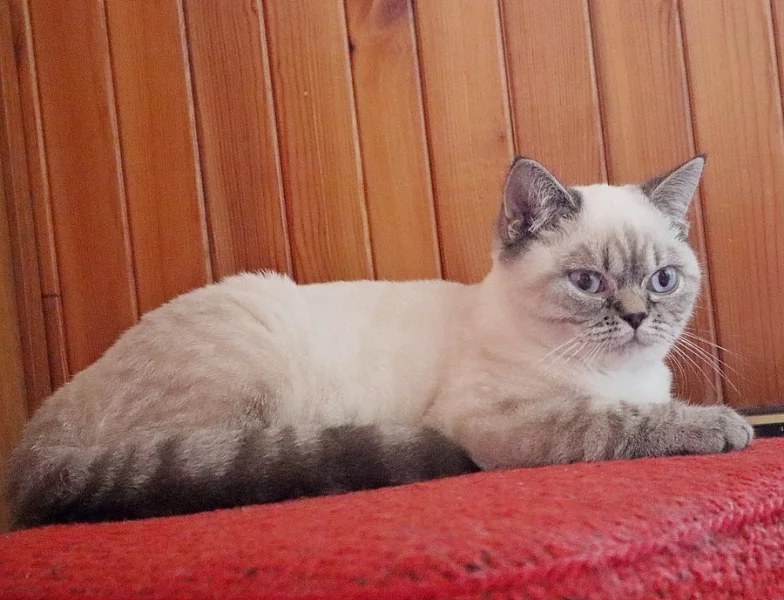 Britská koťata s PP colourpoint, modrá