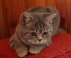 Britská koťata s PP colourpoint, modrá